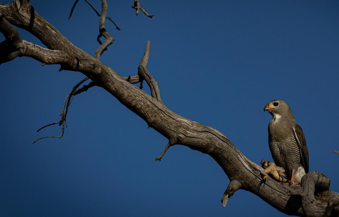Nedile Lodge Welgevonden viltreservat Exteriör bild